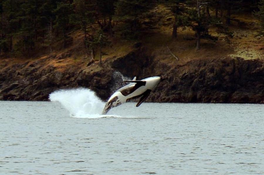 orca playing