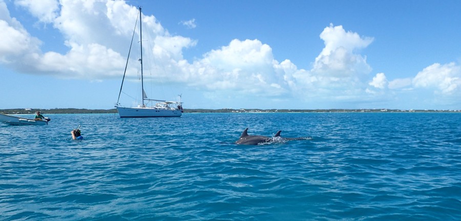snorkeling with wild dolphins