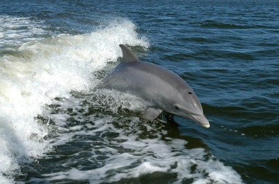 dolphin bottlenose